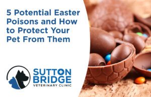 5 Potential Easter Poisons and How to Protect Your Pet From Them