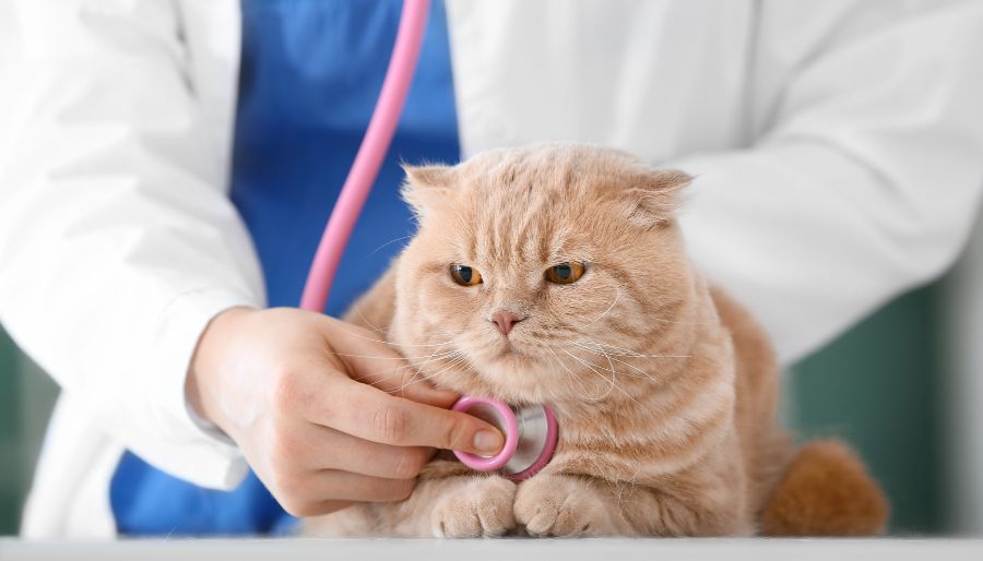 Causes of hypertension | High Blood Pressure (Hypertension) in Cats