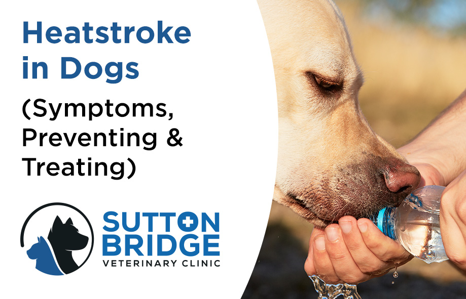 Heatstroke in Dogs - Sutton Bridge