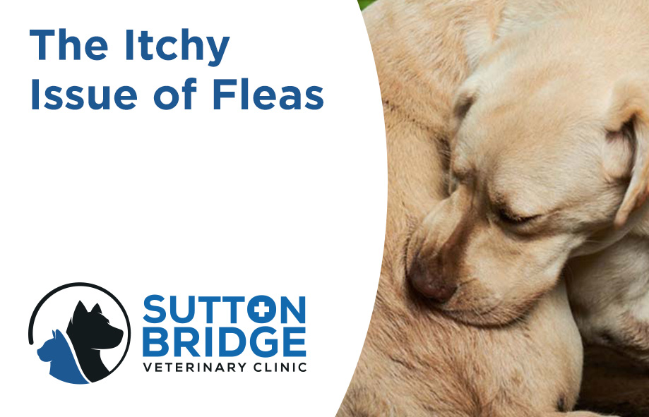 The Itchy Issue of Fleas