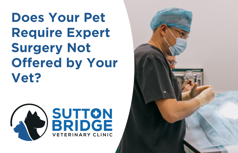 Pet Surgical Referrals Services - Sutton Bridge Vets