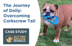 Corkscrew Tail | Surgical Case Study | Sutton Bridge Vets