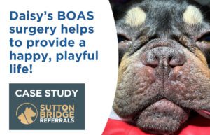 BOAS Surgery | Surgical Case Study | Sutton Bridge Vets