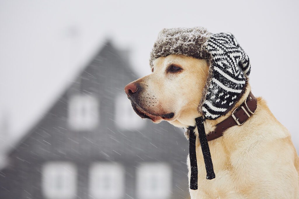 Navigating the Chill: A Guide to Keeping Dogs Safe in Colder Weather